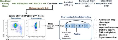 Highly Purified Alloantigen-Specific Tregs From Healthy and Chronic Kidney Disease Patients Can Be Long-Term Expanded, Maintaining a Suppressive Phenotype and Function in the Presence of Inflammatory Cytokines